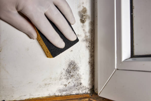 Mold Odor Removal Services in Atmore, AL